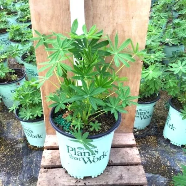 Noble Maiden Lupin – #1 Container