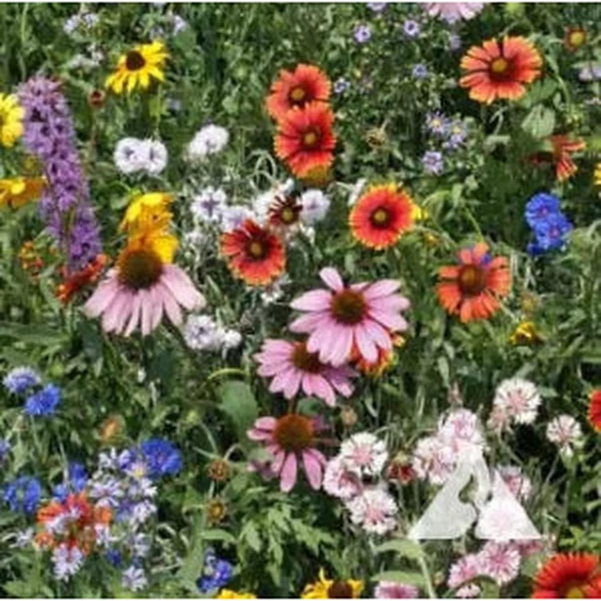 North American Wildflower Mix