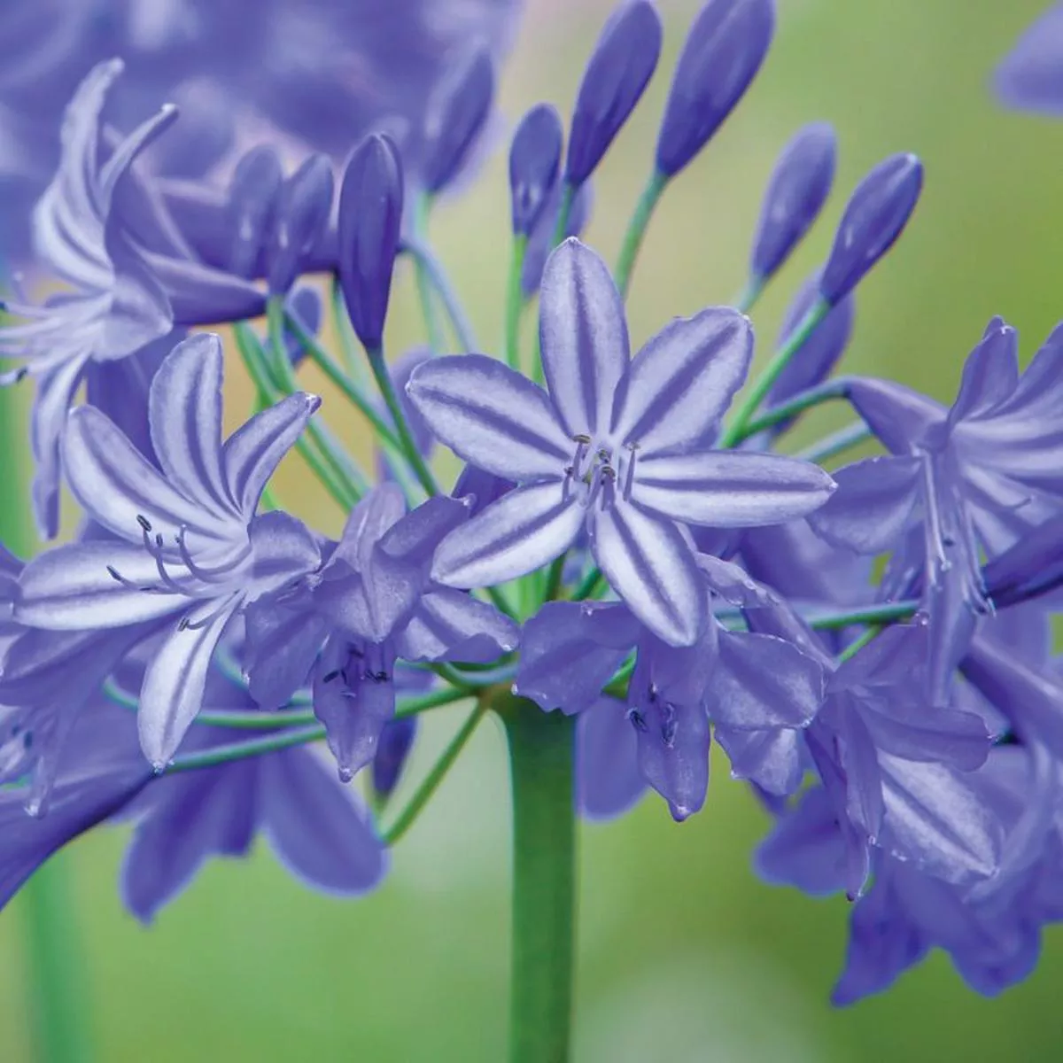 ’Northern Star ’ Lily of the Nile (Agapanthus)