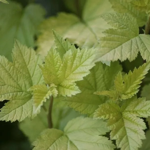 Nugget Ninebark – 2-3 Feet Bareroot