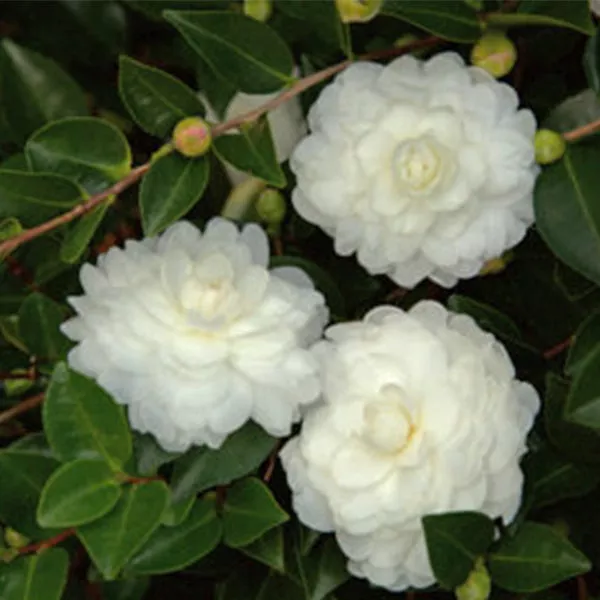 October Magic White Shi-Shi™ Camellia – #3 Container