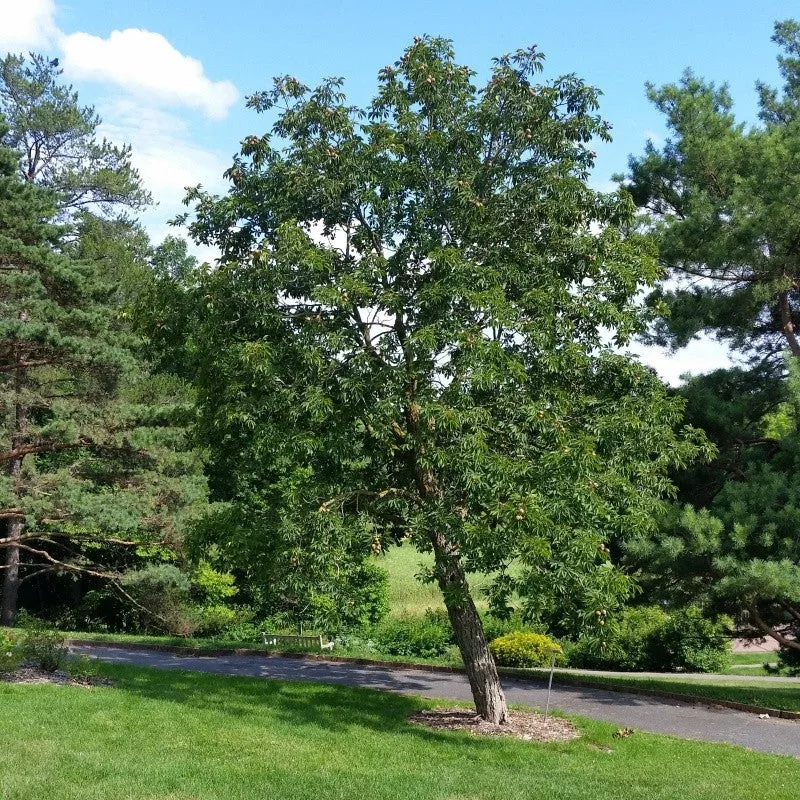 Ohio Buckeye Tree – 1-2 Feet Bareroot