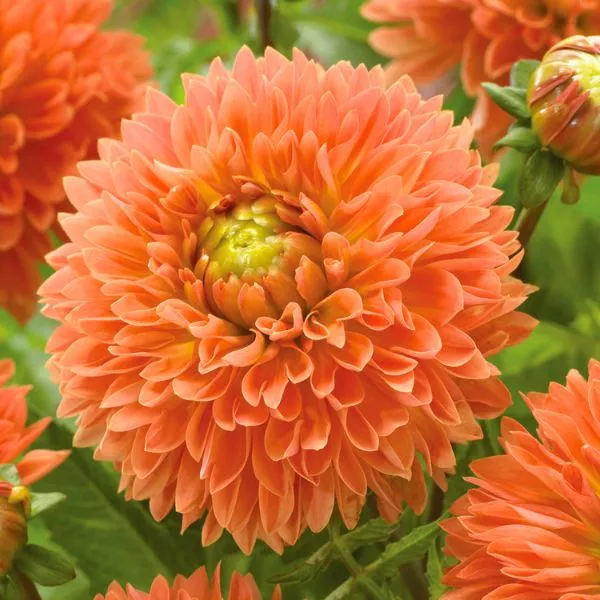 Orange Impact Dahlia – 5 Pack Bulbs