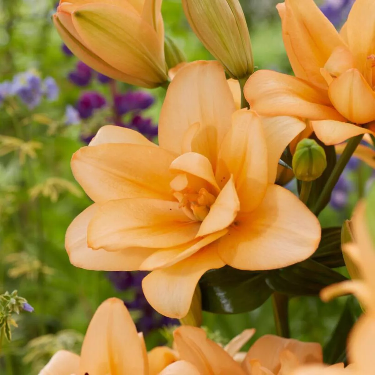 ’Orange King ’ Lily (Lilium)