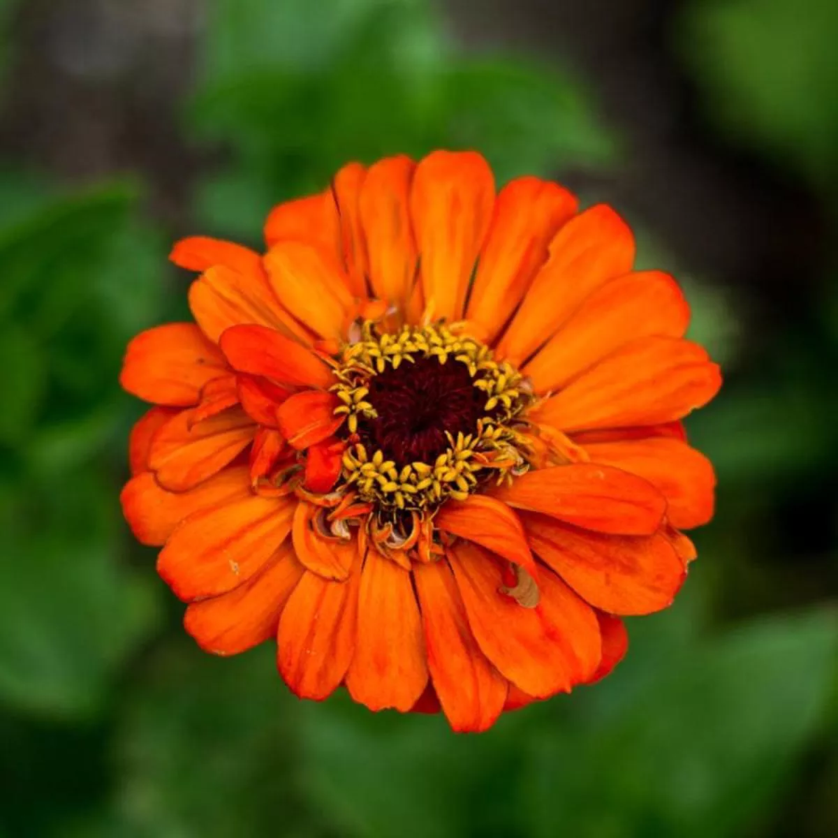 Orange King Zinnia