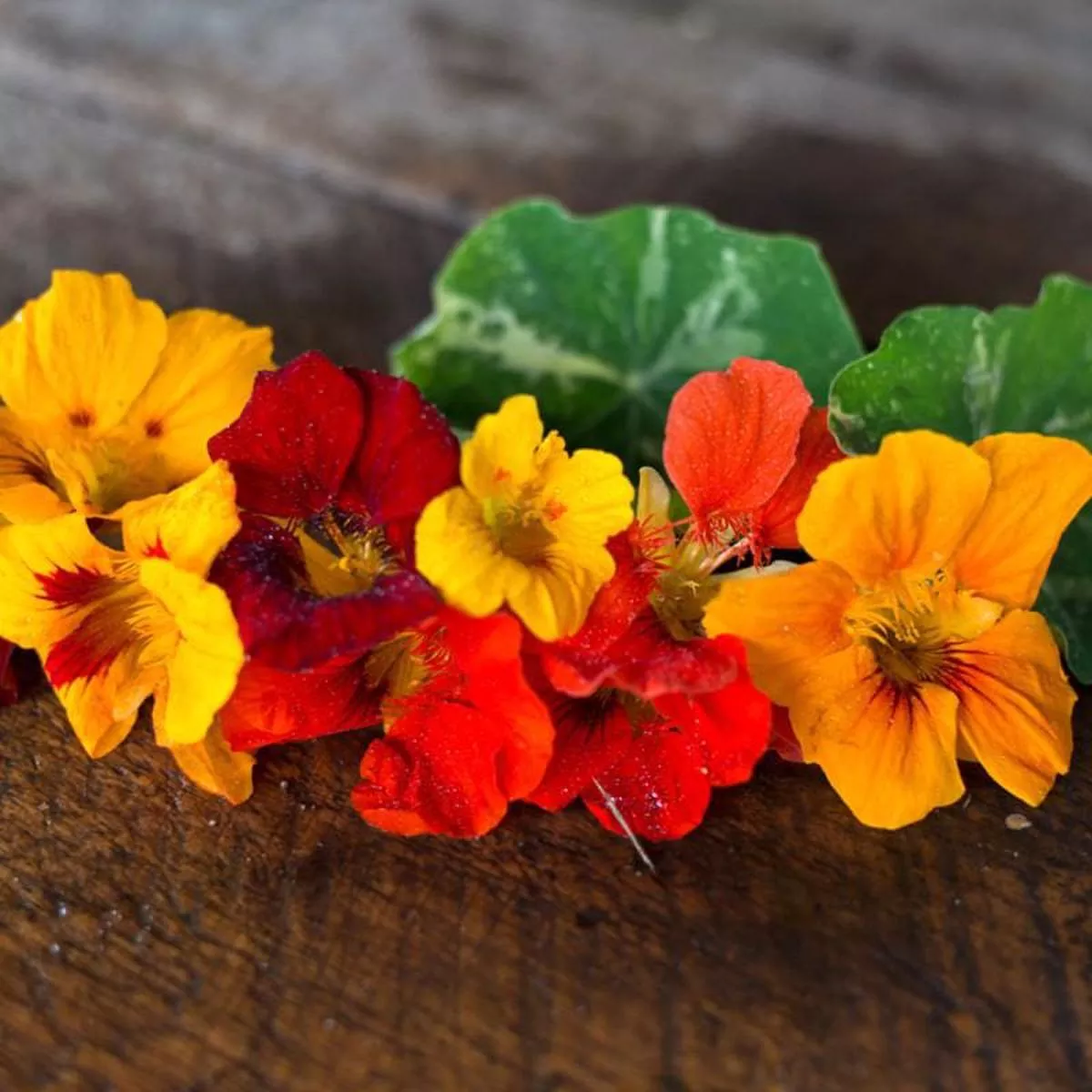 Out of Africa Nasturtium
