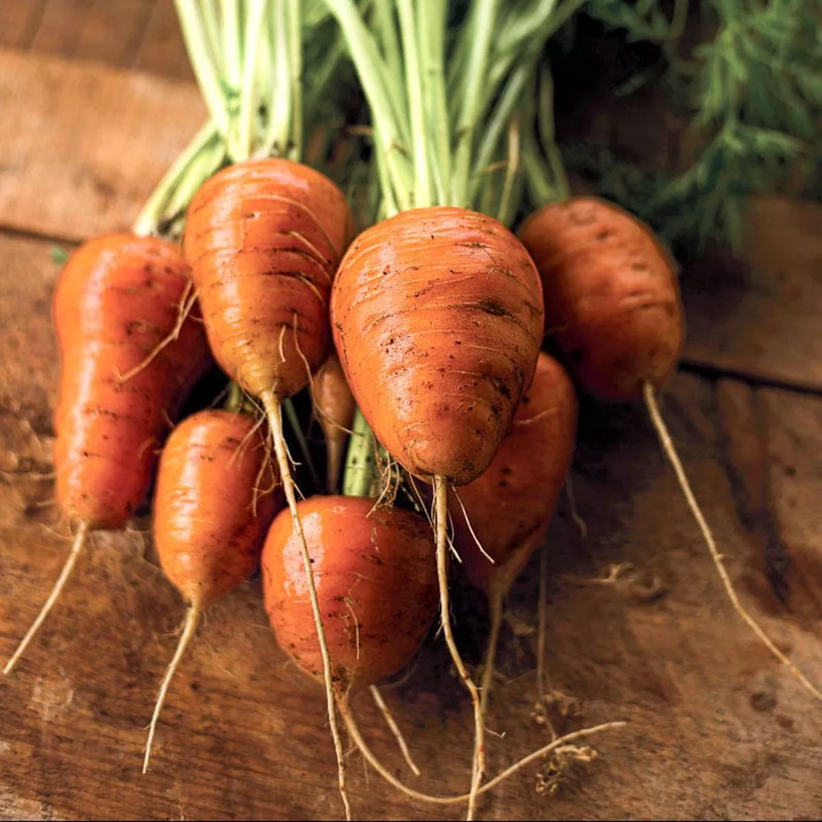 Oxheart Carrot (90 Days)