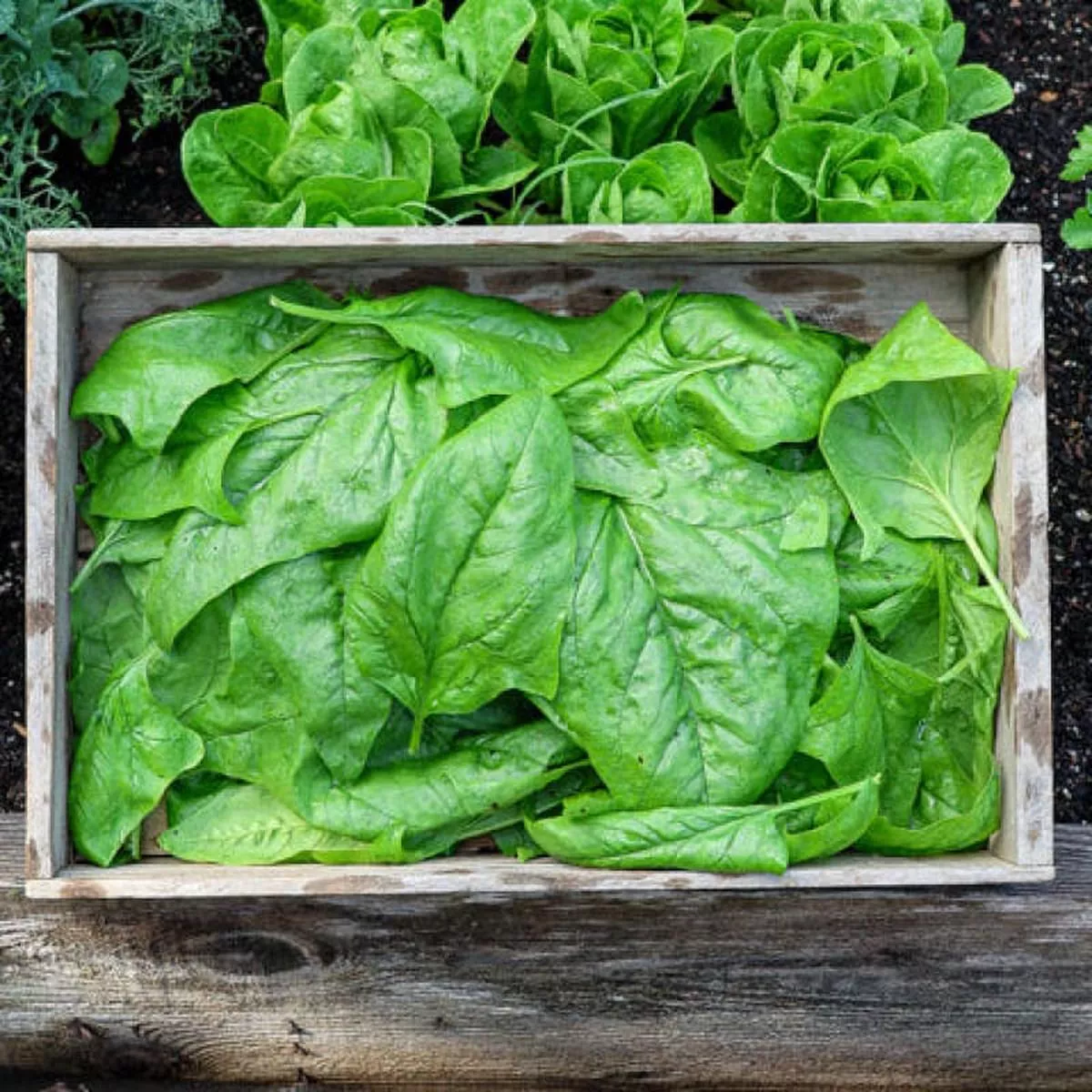 Palco Spinach (Organic F1 Hybrid 38 Days)