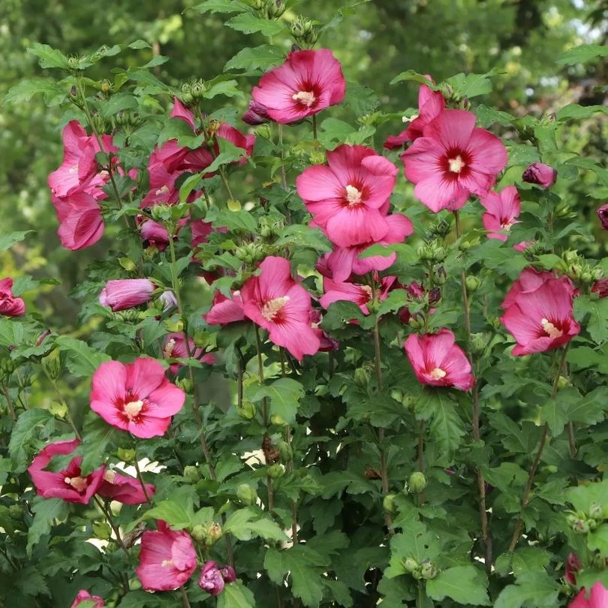 Paraplu Red Rose of Sharon (Hibiscus)
