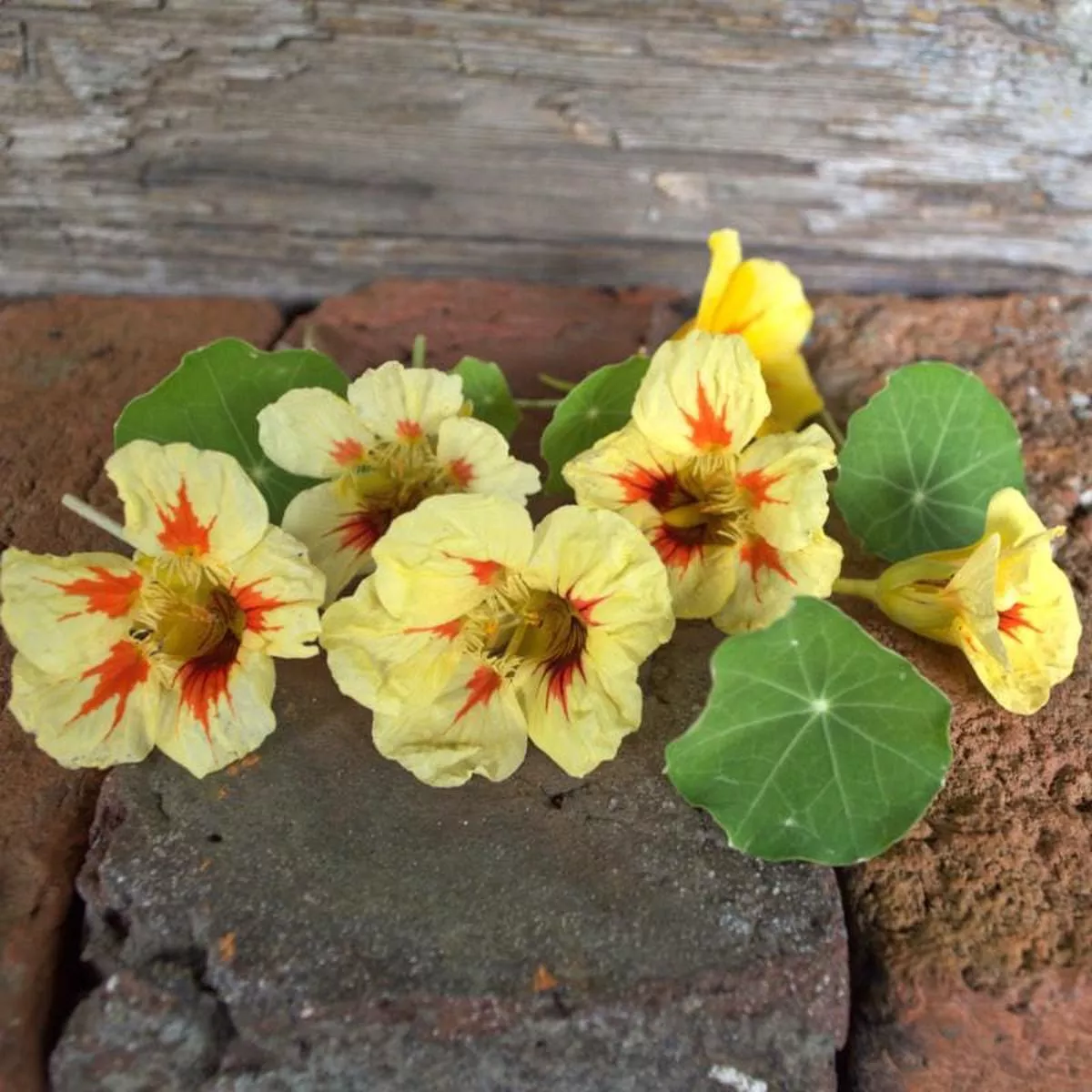 Peach Melba Nasturtium