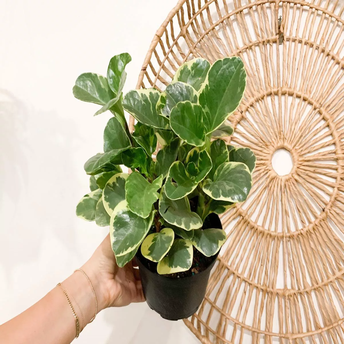 Peperomia Obtusifolia’Marble ’