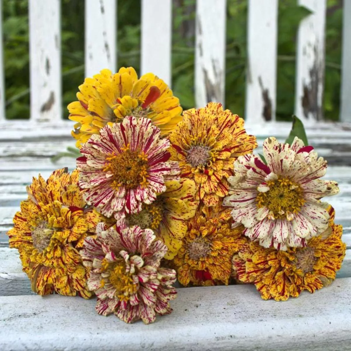 Peppermint Stick Zinnia