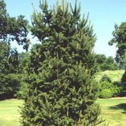 Picea abies cupressina 5′ (C)