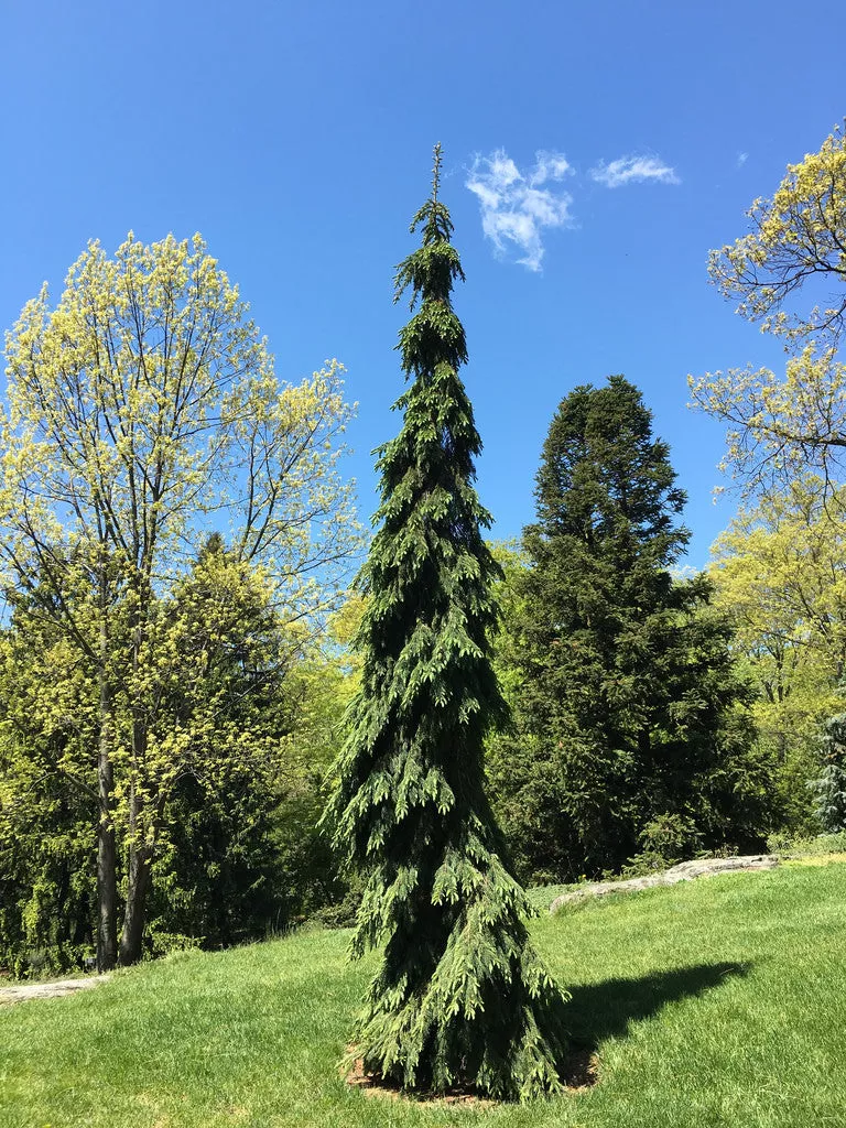 Picea glauca pendula 4’ht