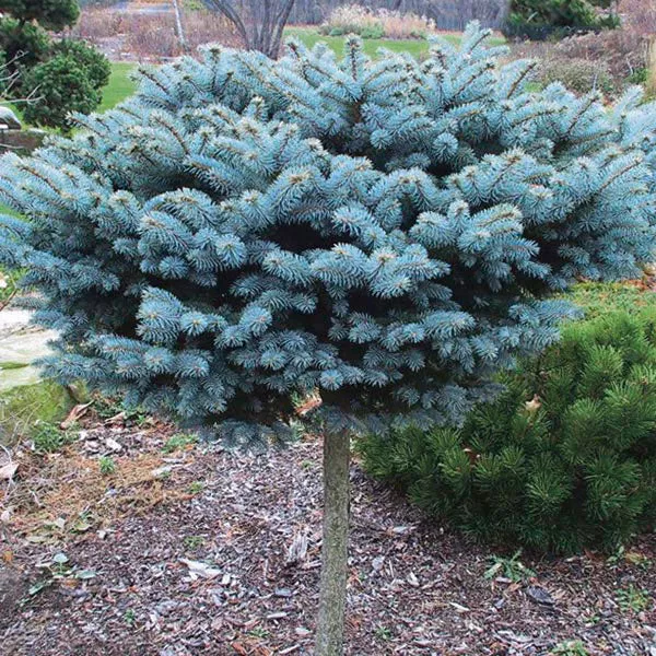 Picea pun glauca globosa std #10