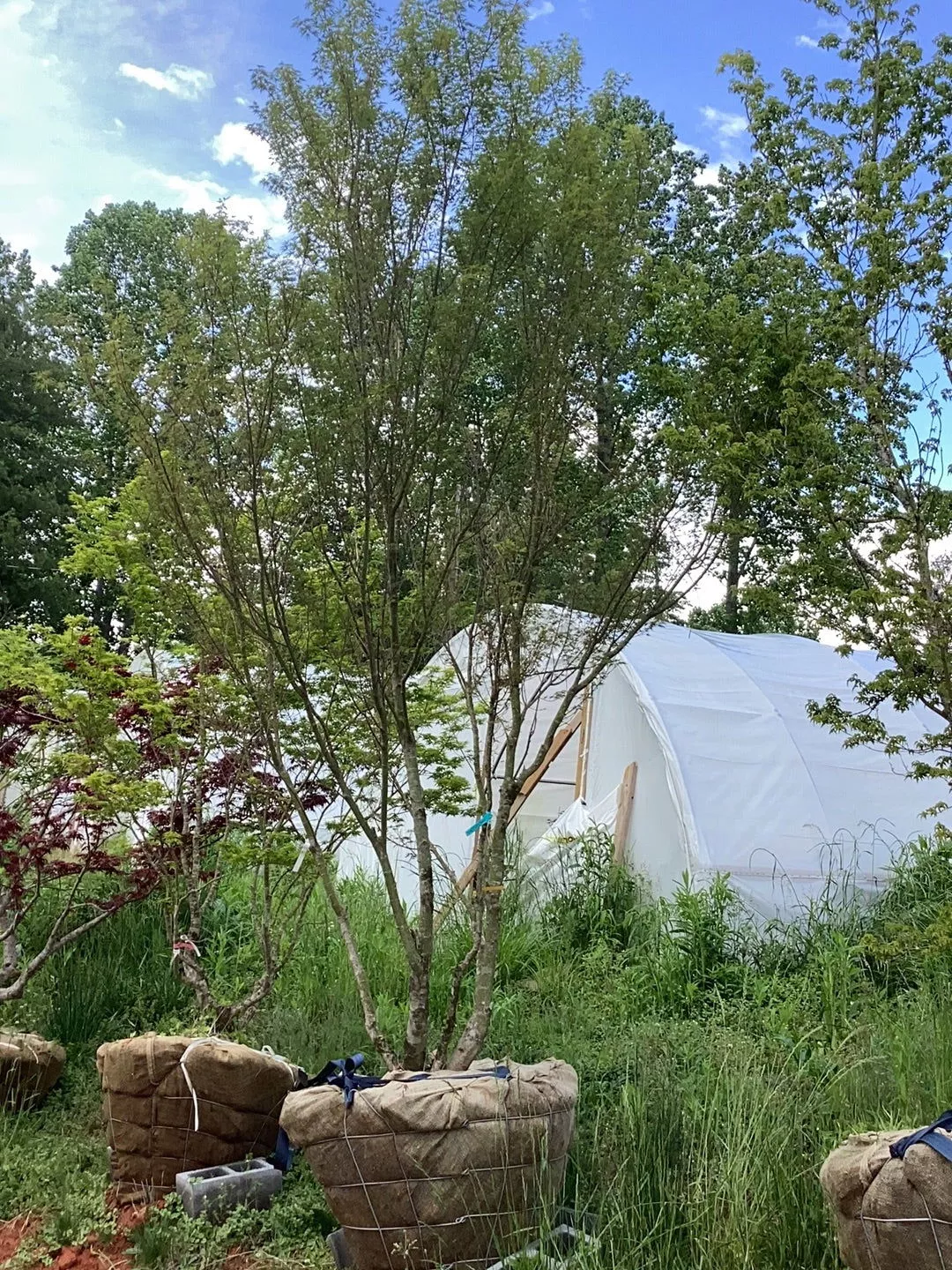 FOR PICKUP ONLY | Acer palmatum ‘Okushimo’ Japanese Maple | DOES NOT SHIP – Ball & Burlap