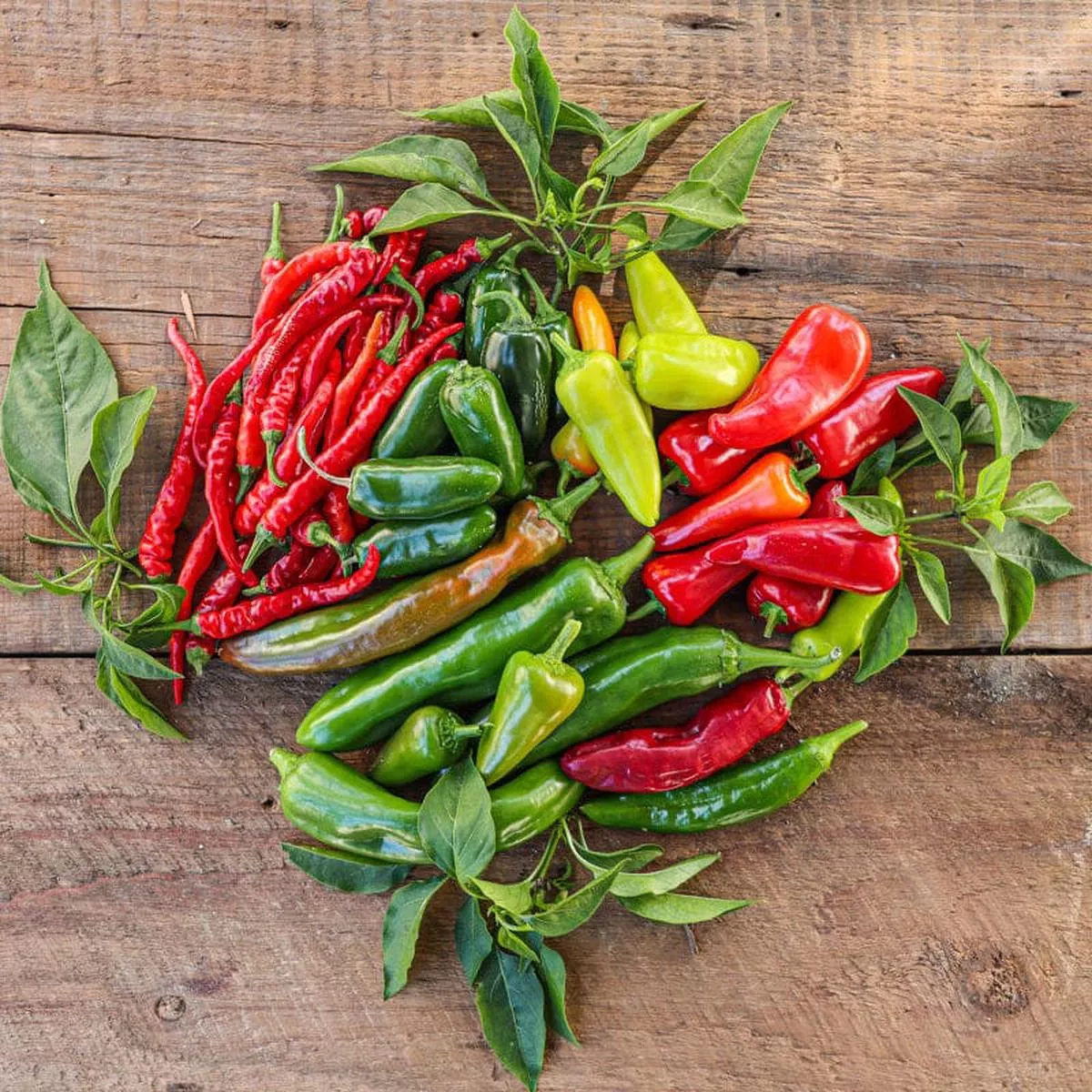 Pinetree Hot Pepper Mix (66-90 Days)