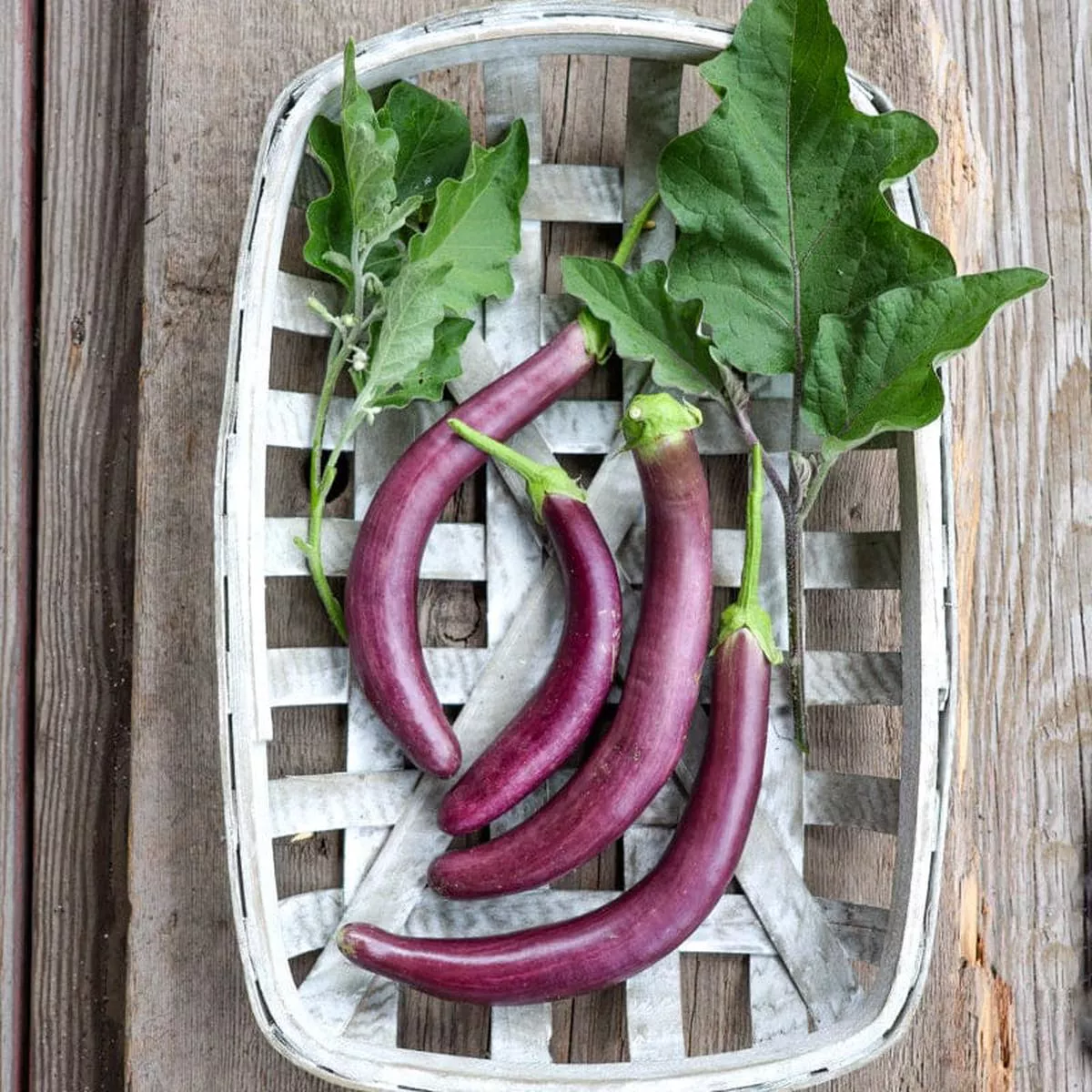 Pingtung Long Eggplant (Heirloom 66 Days)