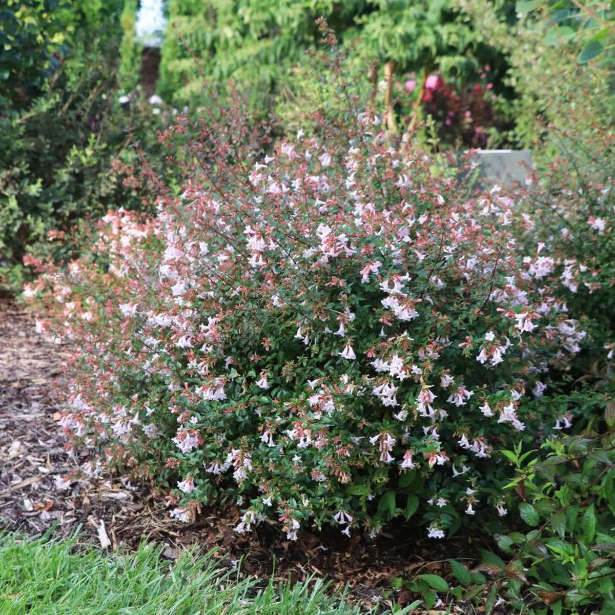 Pink Piata Abelia