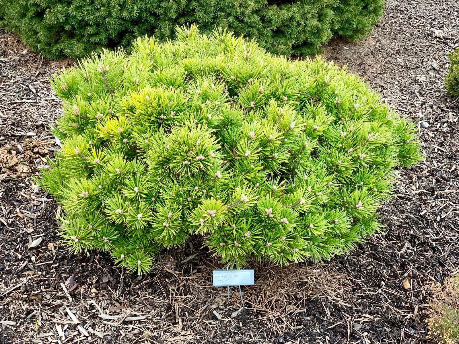 Pinus densiflora ‘Low Glow’ Dwarf Japanese Red Pine Tree – 1 gallon