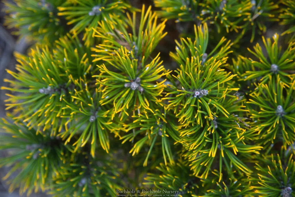 Pinus mugo ‘Ambergold’ Dwarf Golden Mugo Pine – 1 gallon