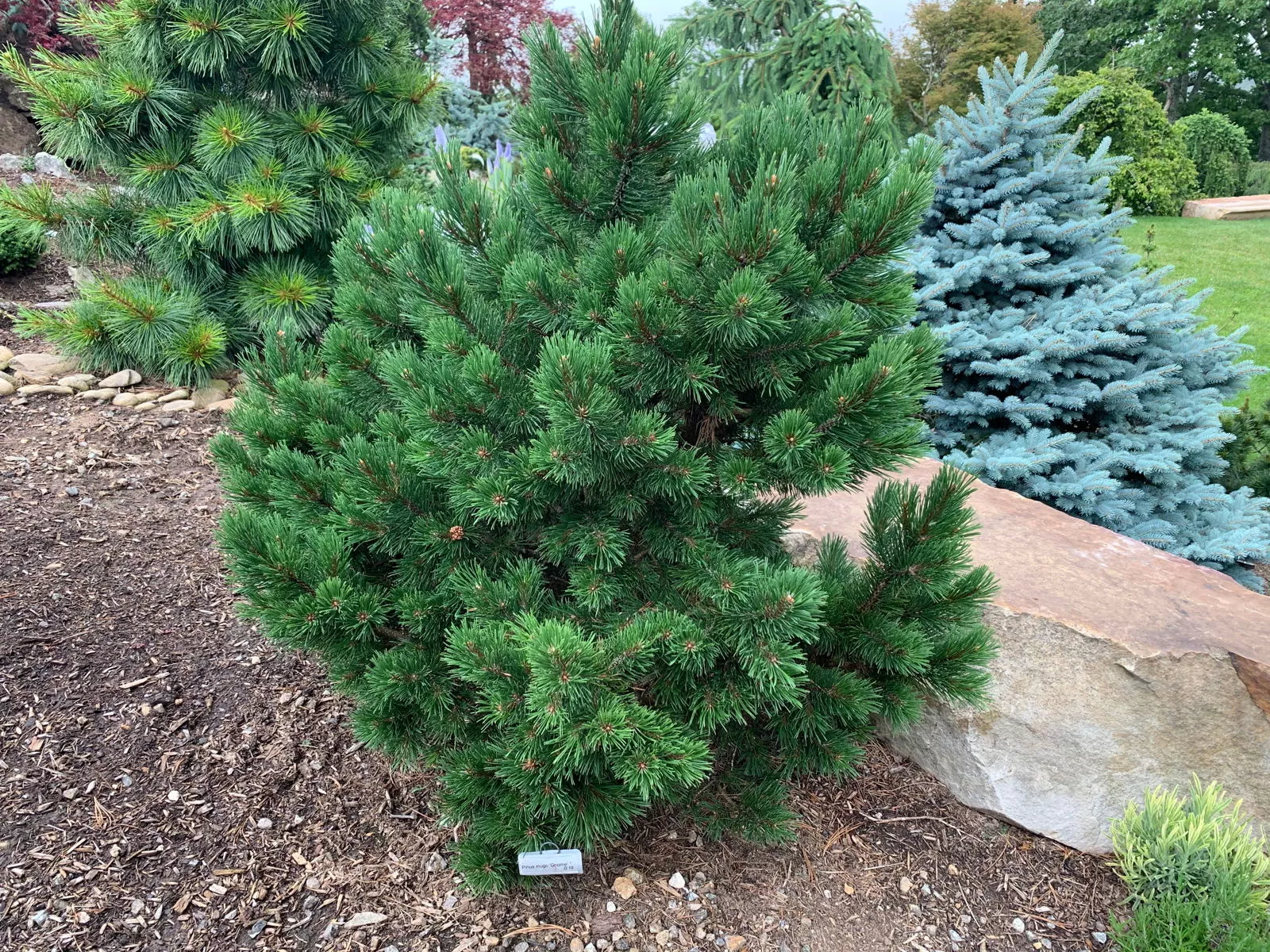 Pinus mugo ‘Gnom’ Dwarf Mountain Pine Tree – 1 gallon (LTD)