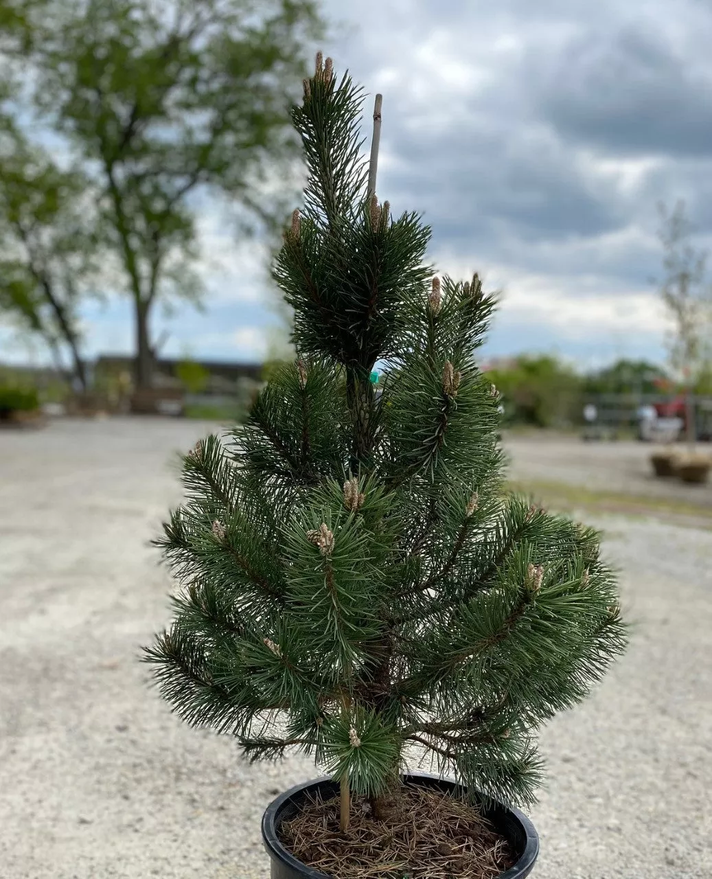 Pinus mugo La Cabana #6
