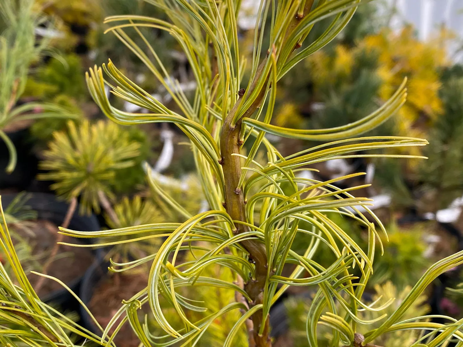 Pinus strobus ‘Torulosa’ Curly White Pine – 1 gallon
