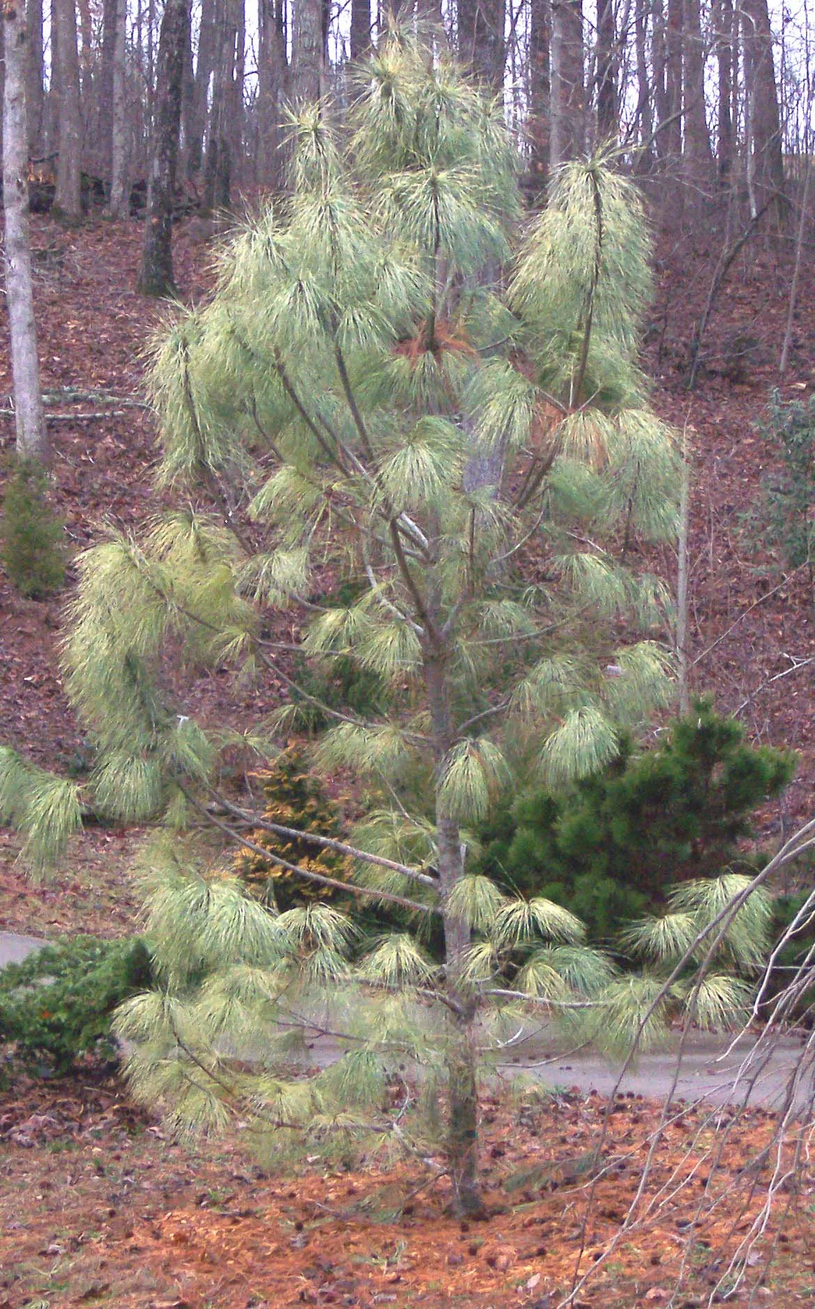 Pinus wall Zebrina 5’ht