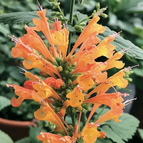 POQUITO™ Orange Hyssop – #1 Container