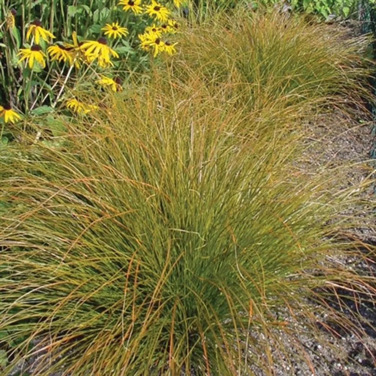 Prairie Fire Sedge (Carex)