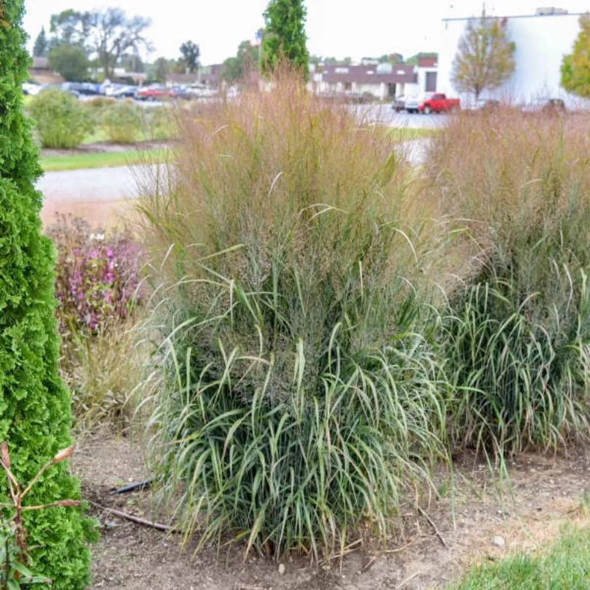 Prairie Winds’October Sky ’ Switchgrass (Panicum)