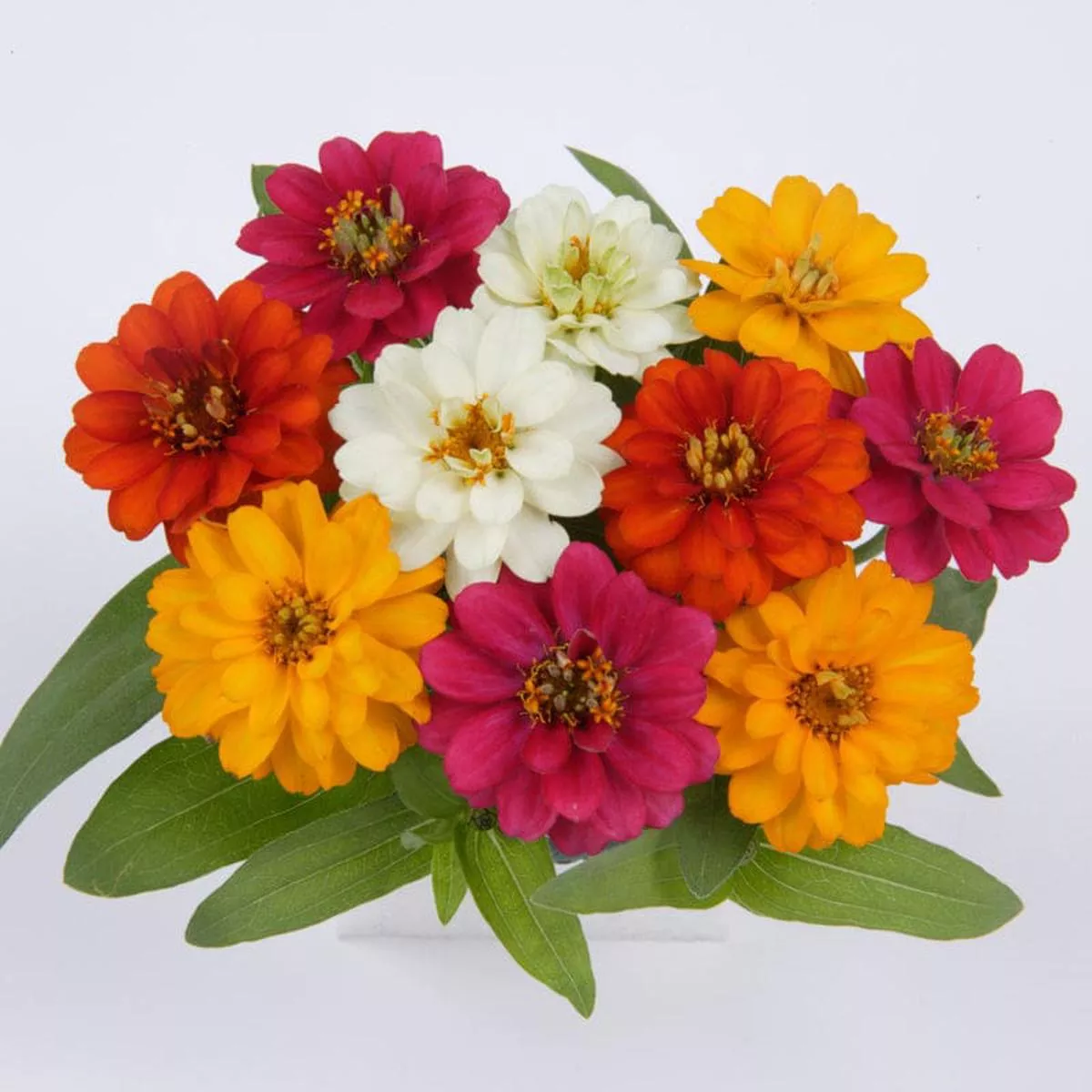 Profusion Double Mix Zinnia