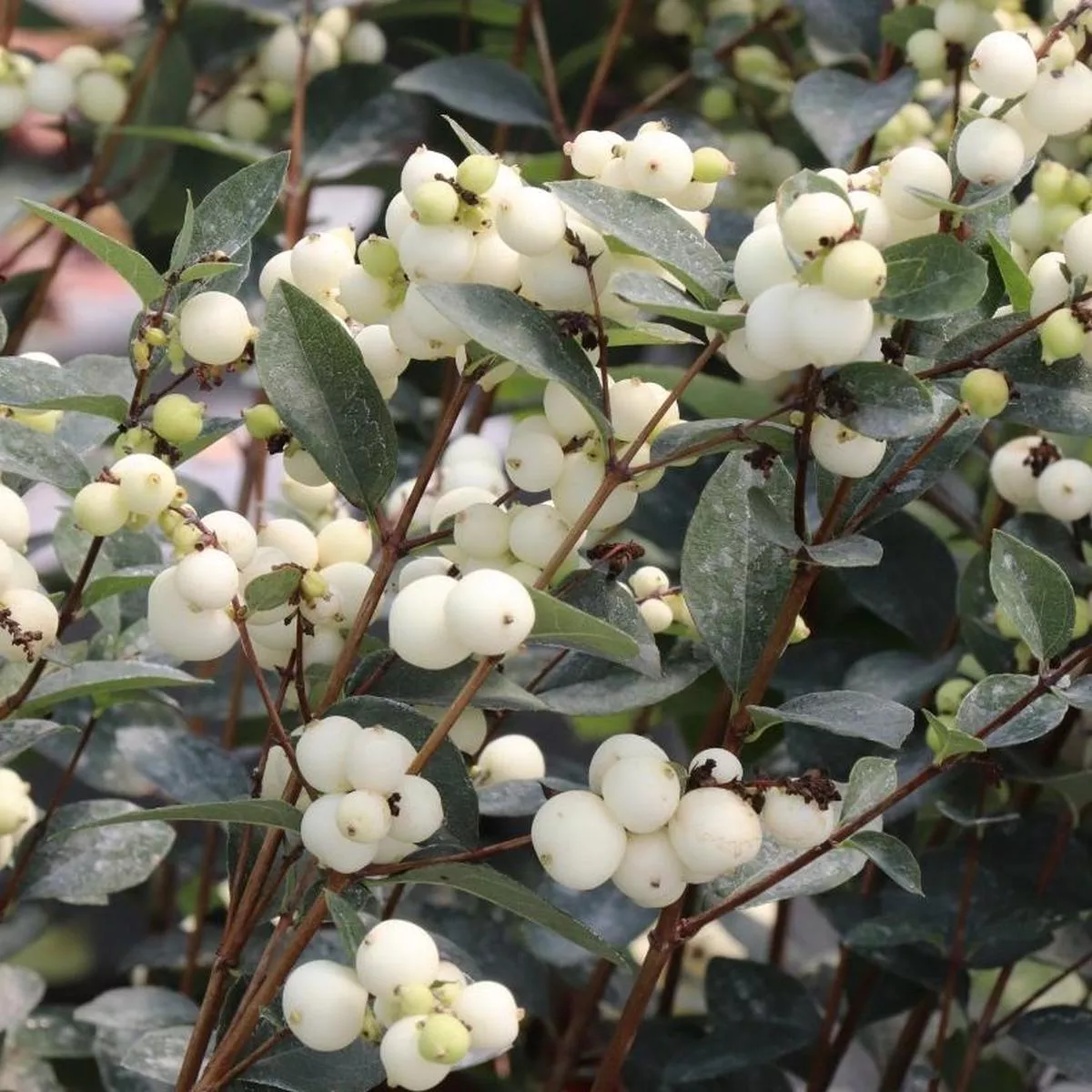Proud Berry Pearl Snowberry (Symphoricarpos)