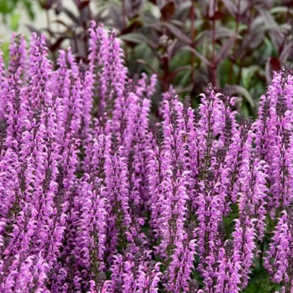 Proven Winners Color Spires Back to the Fuchsia Salvia – Quart Container