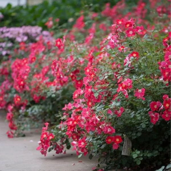 Proven Winners Oso Easy Cherry Pie Groundcover Rose – Quart Container