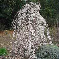 Prunus Snow Fountains 1.5″