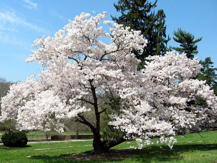 Prunus yedoensis 3″