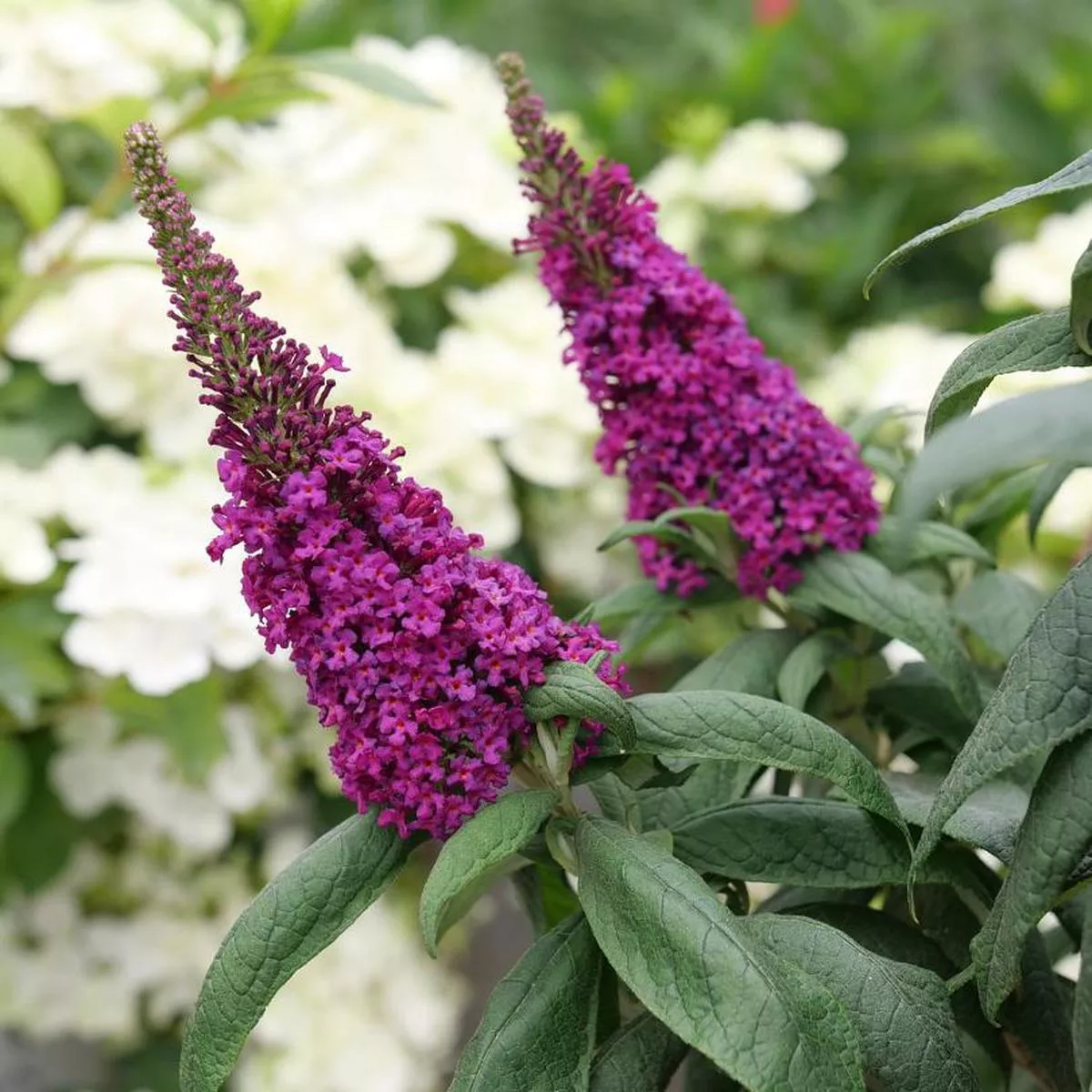 Pugster Pico Punch Butterfly Bush (Buddleia)
