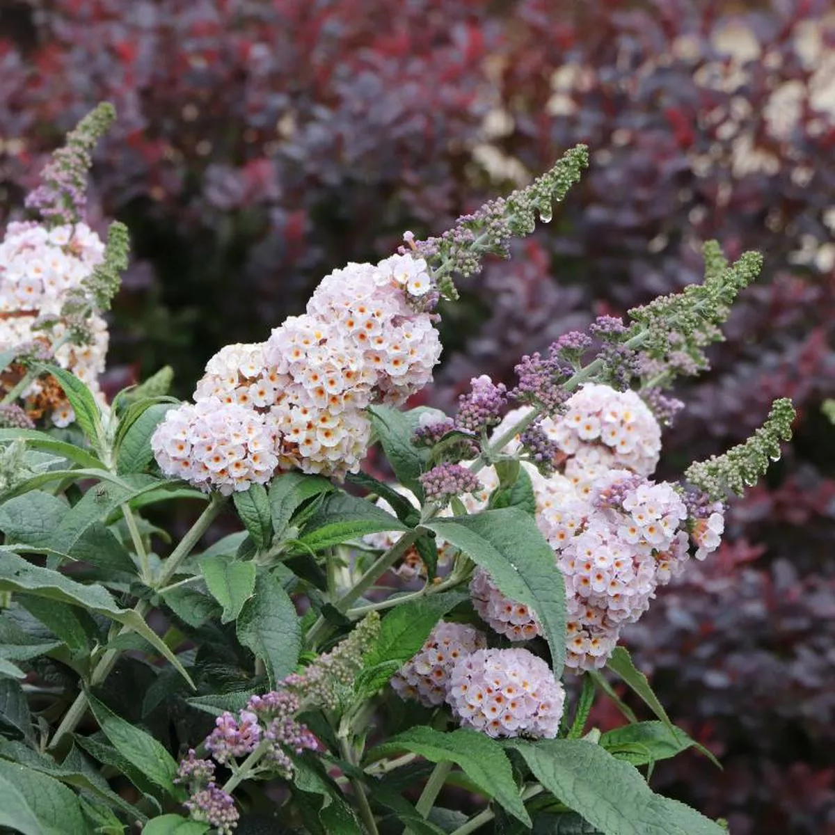 Pugster Sorbet Butterfly Bush (Buddleia)