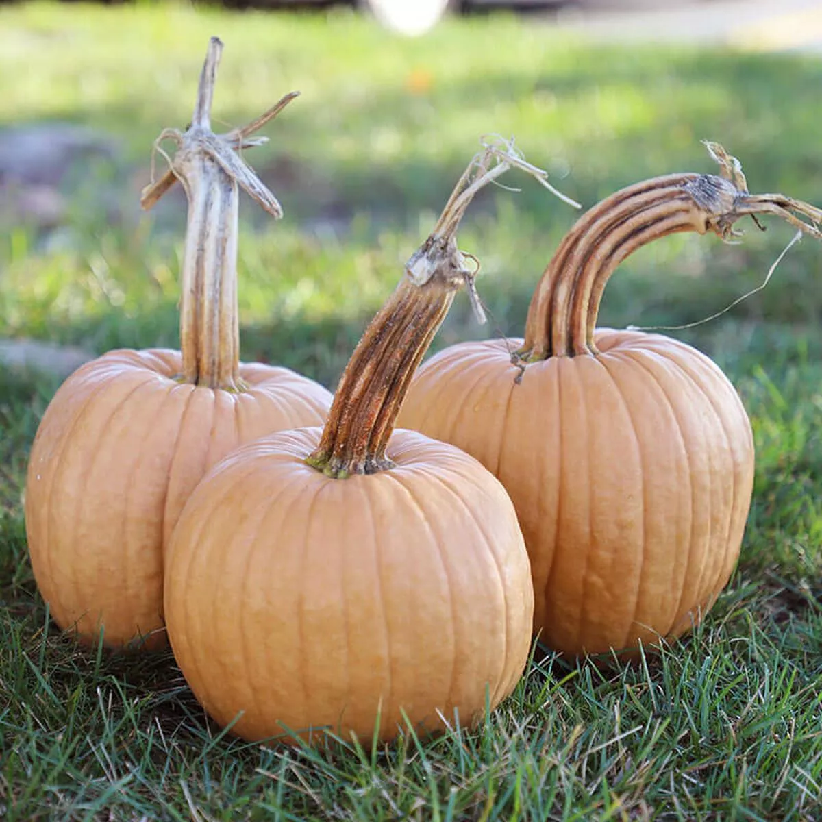 Pumpkin Hot Chocolate F1 Seed