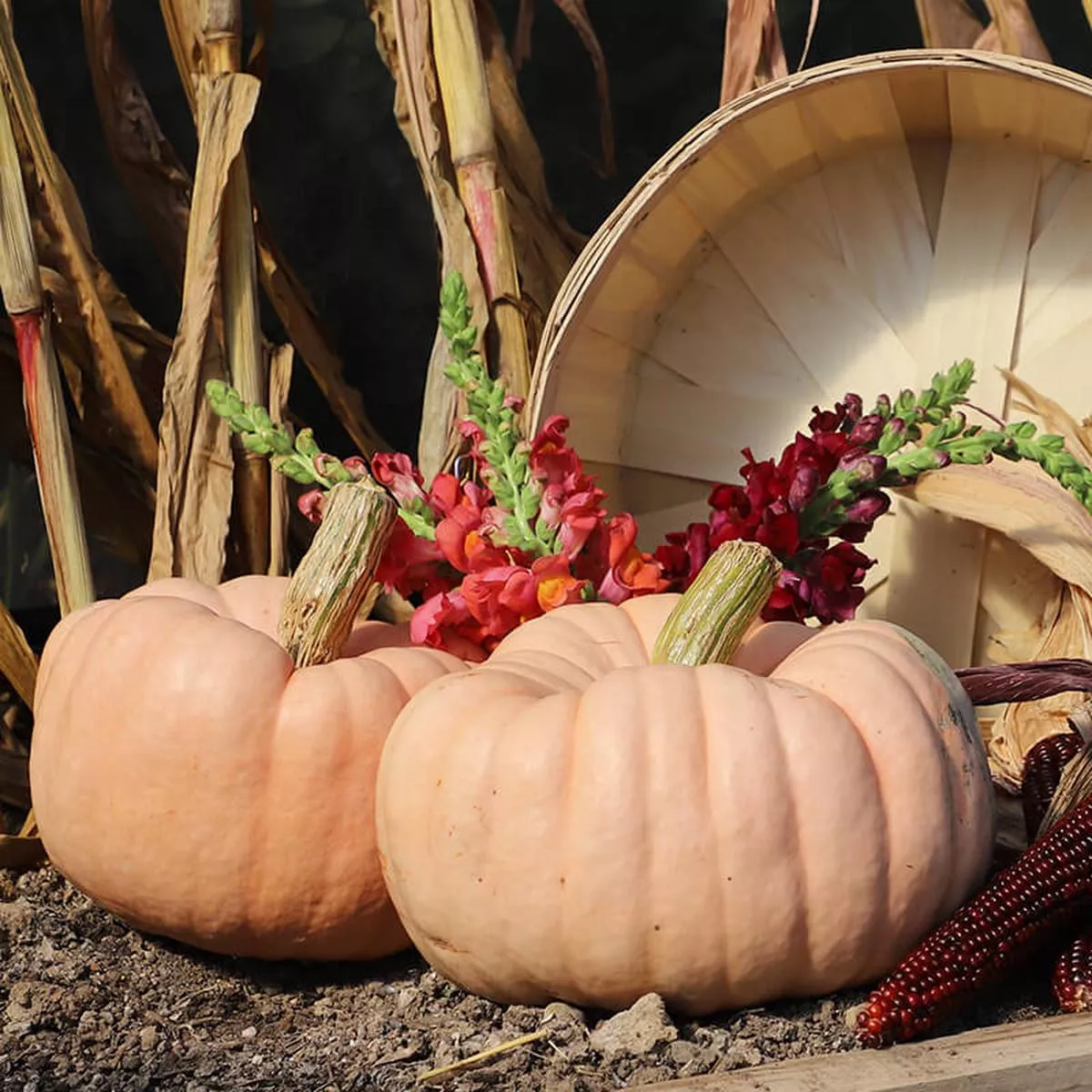 Pumpkin Porcelain Princess F1 Seed