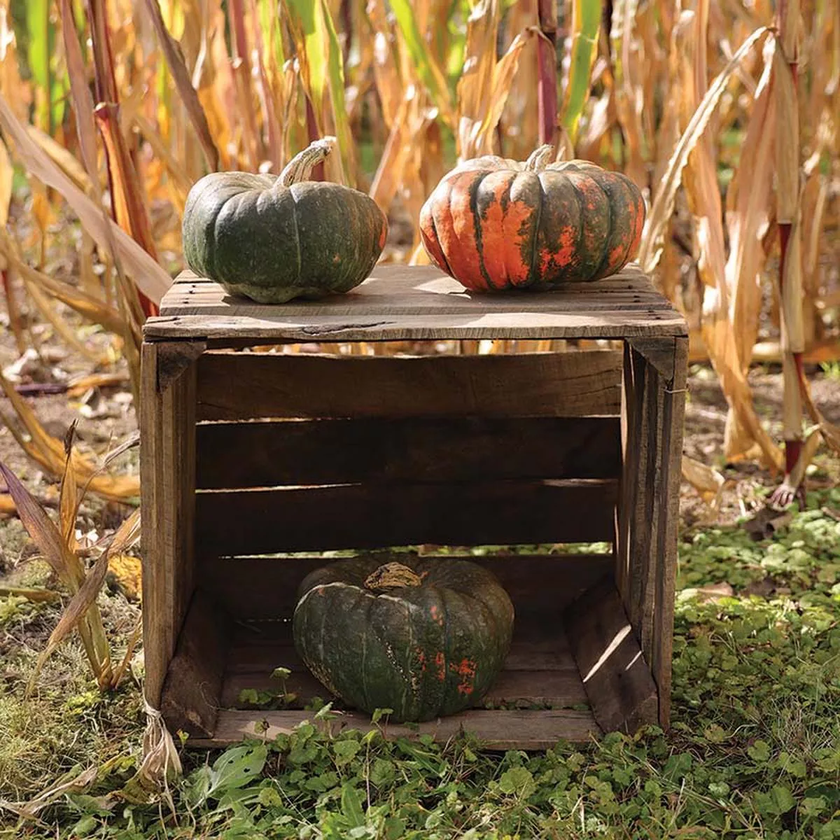 Pumpkin Troll F1 Seed
