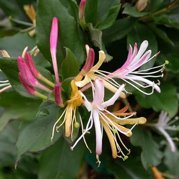 Purple Leaf Japanese Honeysuckle – 5 Gallon Staked