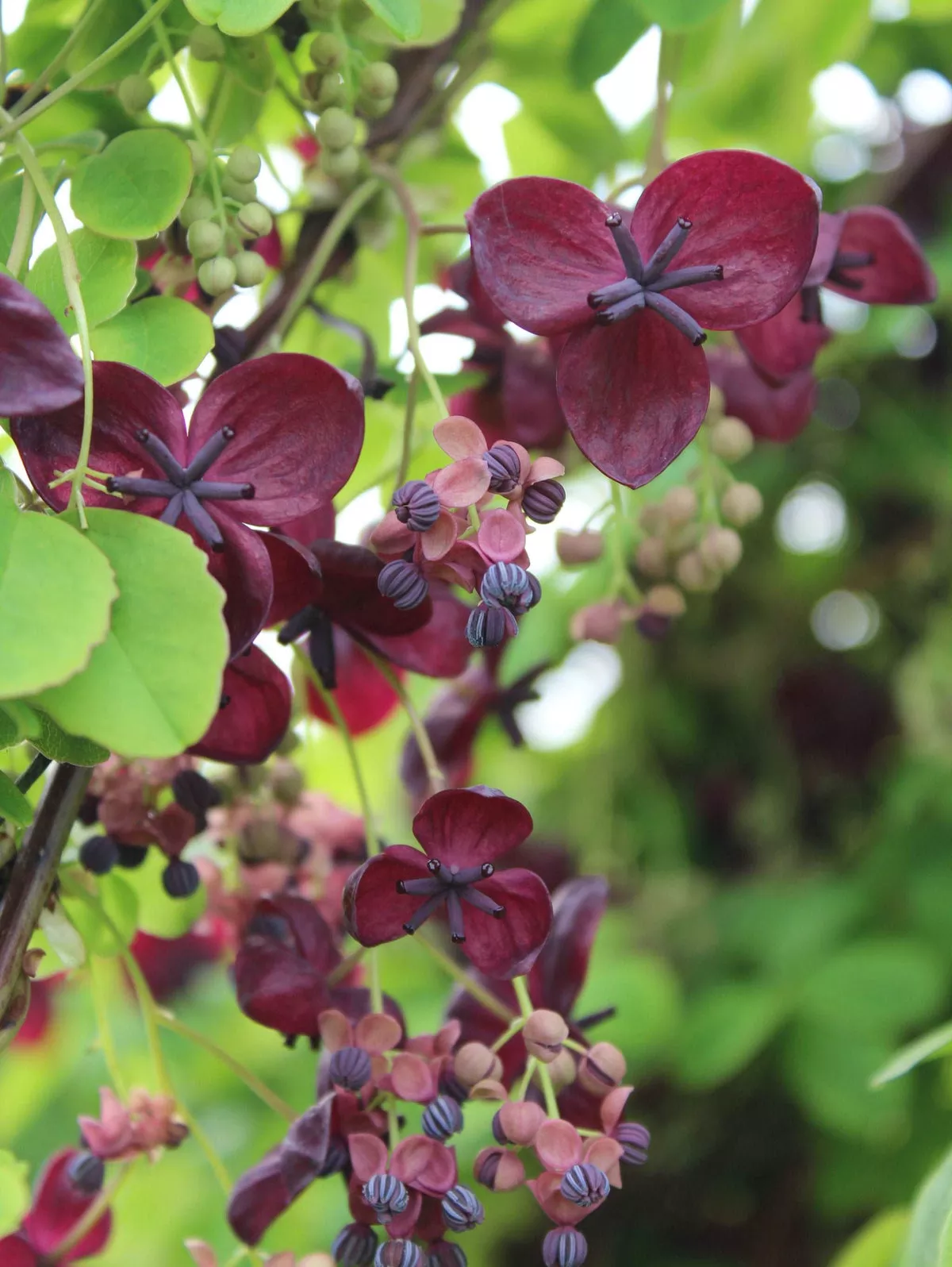 Purple Rose Akebia – 1 Gallon Pot