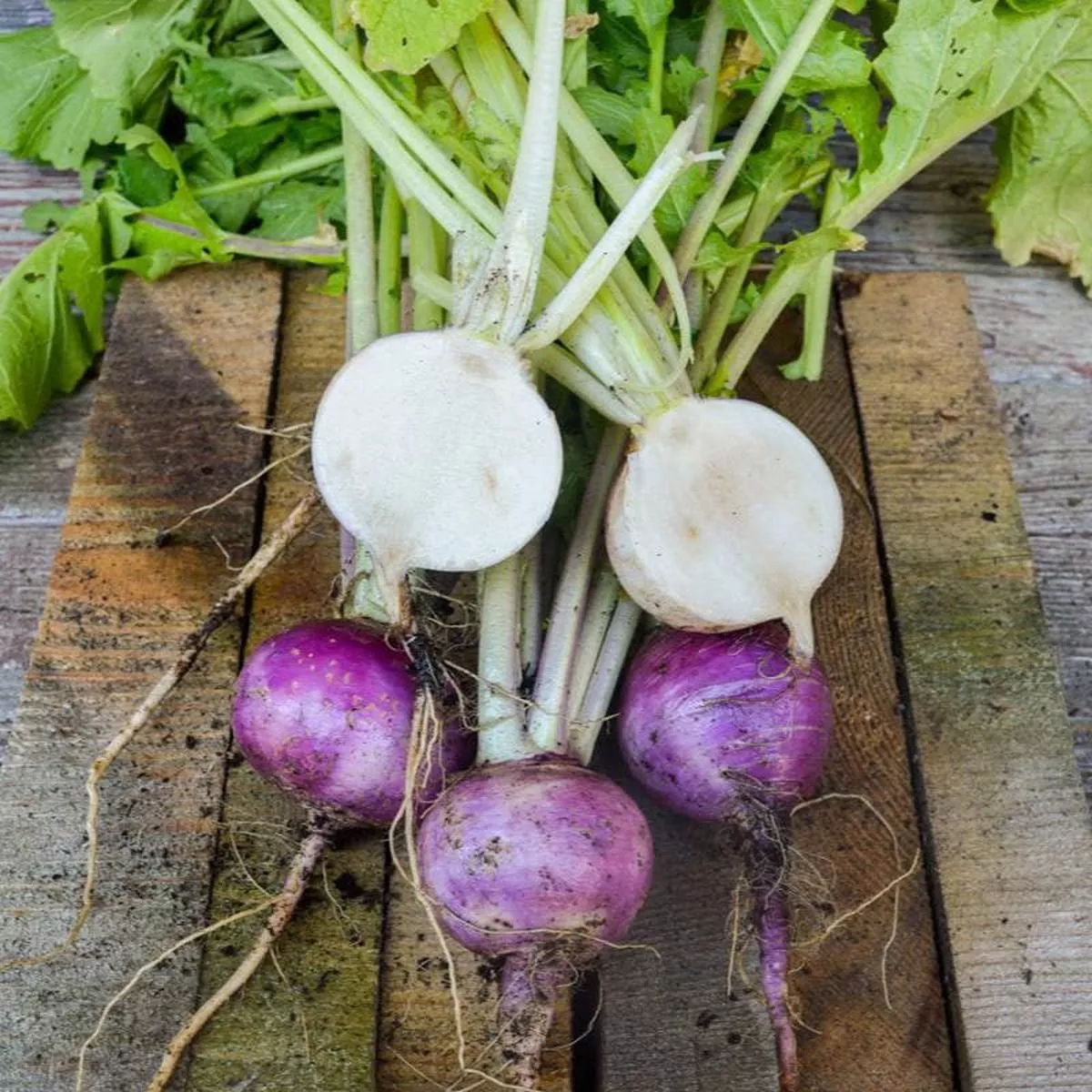 Purple Top White Globe Turnip (Heirloom, 58 Days)
