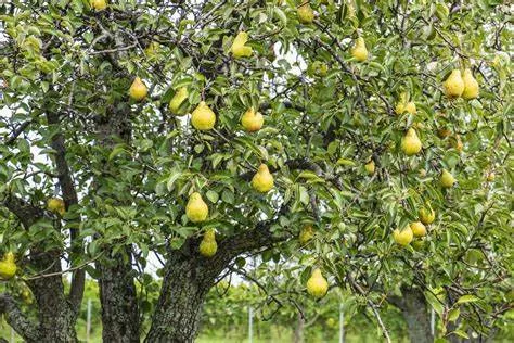 Pyrus communis ‘Bosc’ European Pear – 7 Gallon Potted Fruit Tree