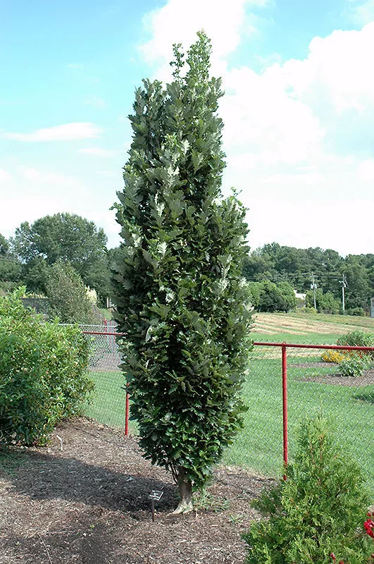 Quercus x Kindred Spirit 3″