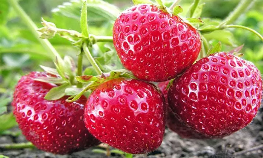 Quinault Strawberry – 25 Bareroot Crowns