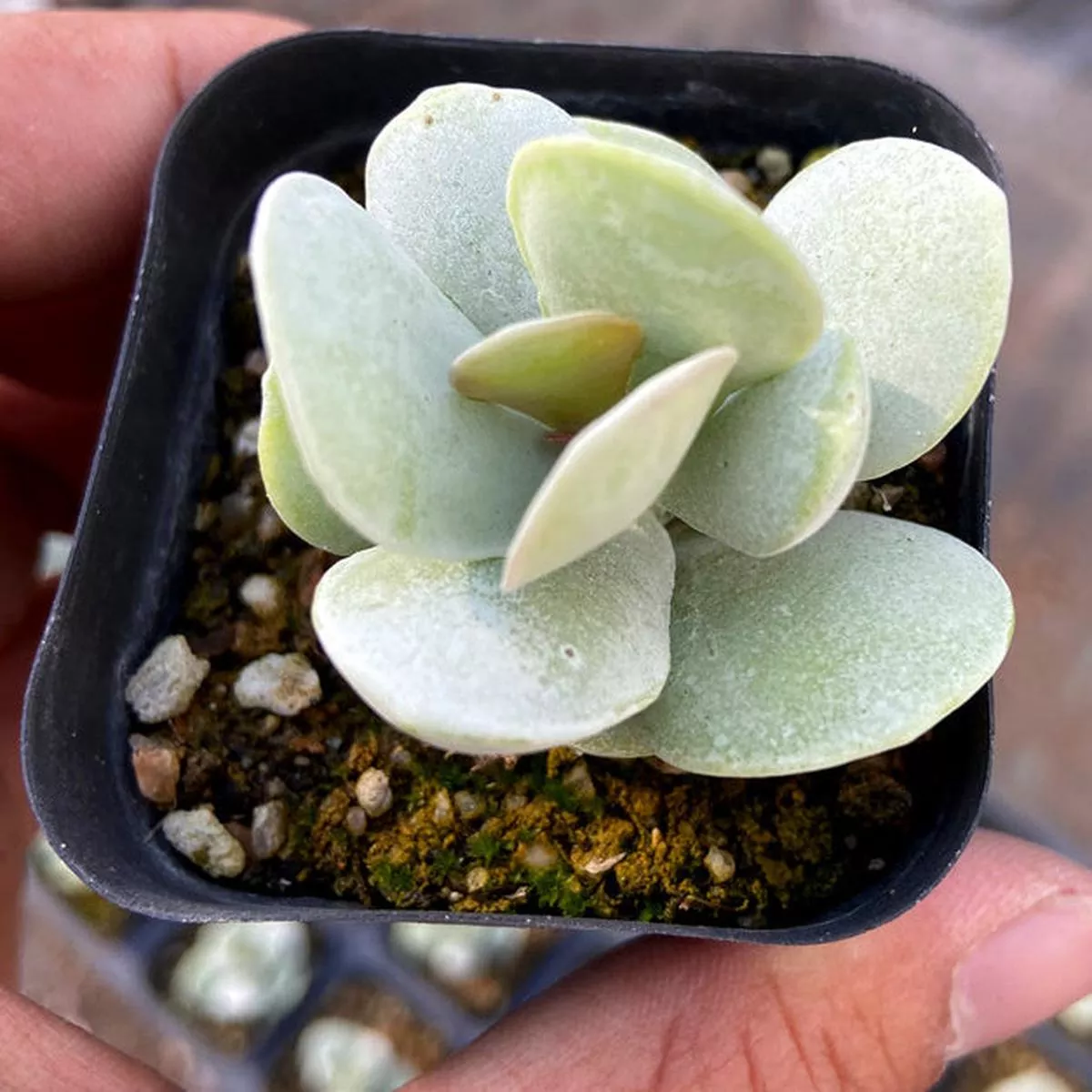 Real Live Succulent Cactus Plant :Adromischus leucophyllus